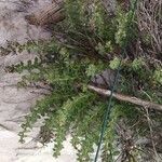 Scrophularia frutescens Elinympäristö