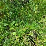 Tofieldia calyculata Habit