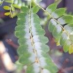 Phyllanthus niruri 葉