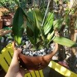 Laelia rubescens Ліст