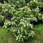 Cornus kousaLeaf