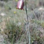 Fritillaria lusitanica आदत