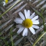 Anthemis cotula Blomma