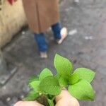 Cerastium brachypetalum ഇല