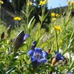 Gentiana calycosa Агульны выгляд