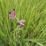 Anchusa undulata Цветок