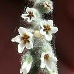 Myosotis discolor Fiore