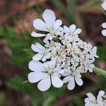 Daucus muricatus Цветок