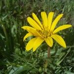 Wyethia angustifolia Flower