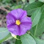 Solanum laciniatum Кветка