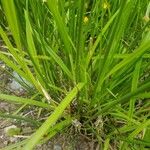 Carex vulpinoidea Leaf