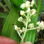 Polystachya odorata Blüte