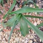 Albuca bracteata List