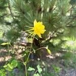 Aquilegia chrysantha Blüte
