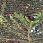 Araucaria laubenfelsii Hoja