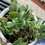 Kalanchoe marnieriana List