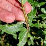 Salix foetida Bark