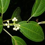 Miconia cooperi Blad