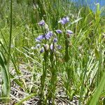 Polygala alpestris Habitus