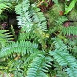 Asplenium harpeodes Hábito