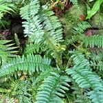 Asplenium harpeodes ശീലം