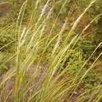 Eragrostis barrelieri 葉