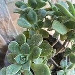 Aeonium haworthii葉