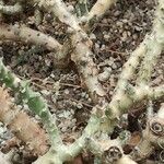 Pelargonium echinatum Corteza