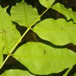 Myrcia splendens Leaf