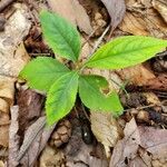 Panax quinquefolius Blad