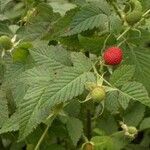 Rubus rosifolius Owoc