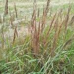 Calamagrostis epigejos花