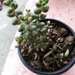 Sedum stahlii Агульны выгляд