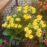 Kalanchoe blossfeldianaCelota