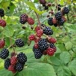 Rubus gratus ഫലം