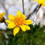 Stenotus acaulis Flor