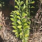 Euphorbia tithymaloides خشب