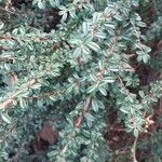 Cotoneaster microphyllus Blad