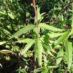 Helianthus pauciflorus Folla