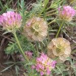 Lomelosia stellata Mbuma