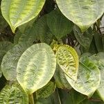 Pilea insolens Blatt