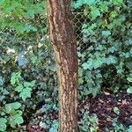 Quercus phillyreoides Casca