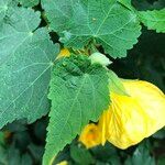 Abutilon spp. Natur