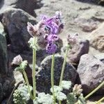Nepeta floccosa Flor