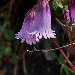 Soldanella pusilla 花
