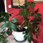 Philodendron pedatum Лист