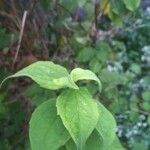 Philadelphus coronarius Leaf