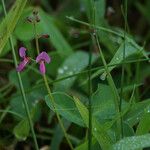 Desmodium incanum Blodyn