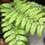 Polystichum polyblepharum Hoja