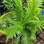 Blechnum gibbum Leaf